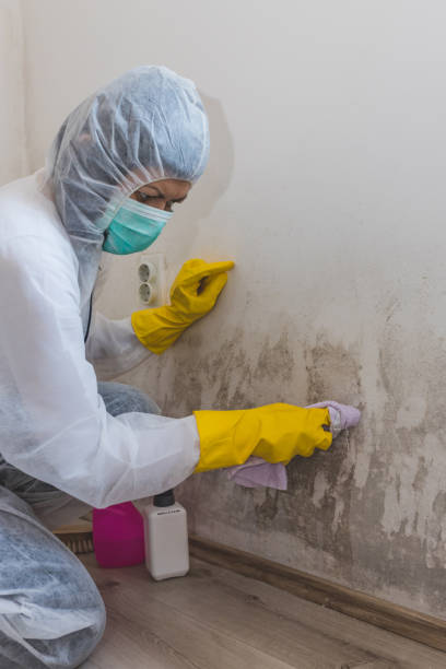 Best Mold Remediation for Healthcare Facilities  in Glen Gardner, NJ